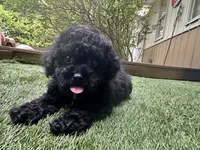 Romeo, a male Poodle - Toy  for sale in High Springs, FL – 3 of 5
