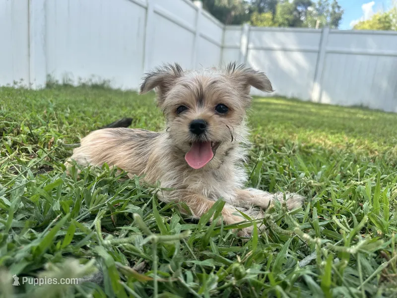 Minni – Morkie puppy for sale in High Springs, FL