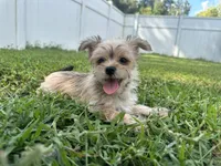 Minni, a female Morkie for sale in High Springs, FL – 1 of 6