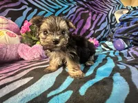 Peanut, a male Yorkshire Terrier for sale in High Springs, FL – 3 of 4