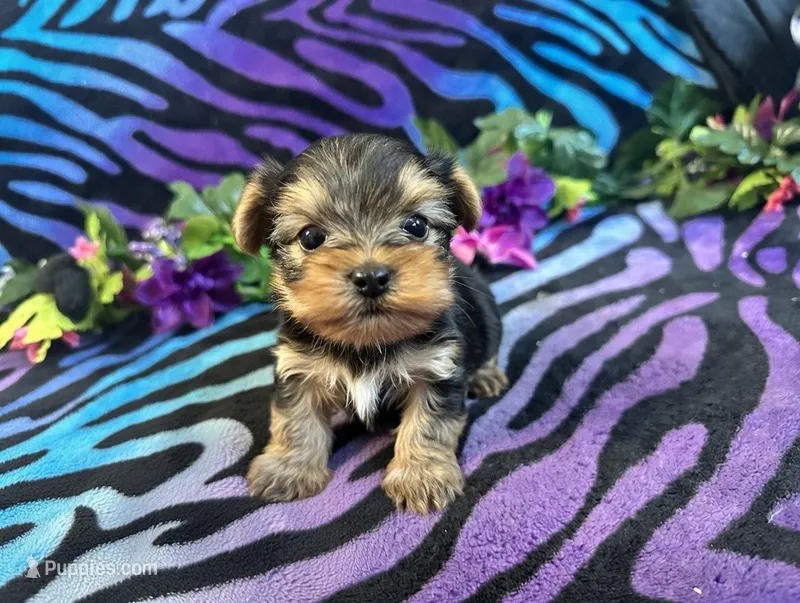 Ziggy, a male Yorkshire Terrier for sale in High Springs, FL – Photo 1 of 4