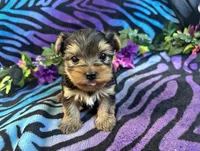 Ziggy, a male Yorkshire Terrier for sale in High Springs, FL – Photo 2 of 4