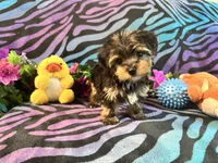 Chloe, a female Yorkshire Terrier for sale in High Springs, FL – Photo 2 of 5