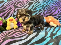 Chloe, a female Yorkshire Terrier for sale in High Springs, FL – Photo 3 of 5