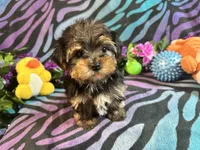 Chloe, a female Yorkshire Terrier for sale in High Springs, FL – Photo 4 of 5