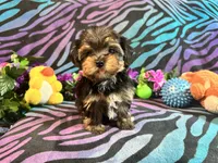 Chloe, a female Yorkshire Terrier for sale in High Springs, FL – Photo 5 of 5