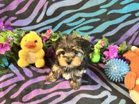 Chloe, a female Yorkshire Terrier for sale in High Springs, FL – Photo 1 of 5
