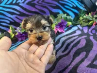 Ziggy, a male Yorkshire Terrier for sale in High Springs, FL – Photo 3 of 4