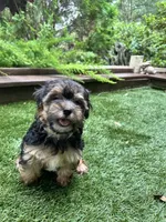 Maddy, a female Morkie for sale in High Springs, FL – 4 of 5