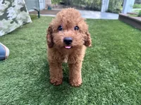Dory, a male Poodle - Toy  for sale in High Springs, FL – 3 of 4