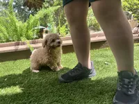 Dolly, a female Poodle - Toy  for sale in High Springs, FL – 4 of 5