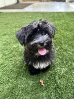 Pepper, a male Yorkipoo for sale in High Springs, FL – 4 of 6
