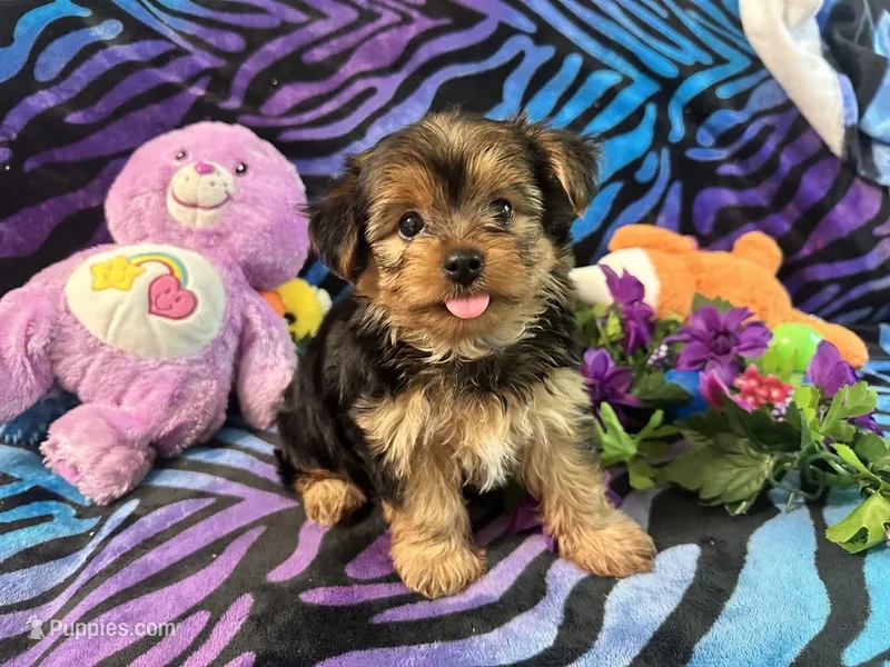 Daisy – Yorkshire Terrier puppy for sale in High Springs, FL