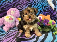 Daisy, a female Yorkshire Terrier for sale in High Springs, FL – 1 of 2