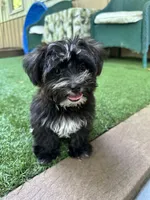 Pepper, a male Yorkipoo for sale in High Springs, FL – 2 of 6