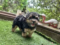 Maddy, a female Morkie for sale in High Springs, FL – 1 of 5