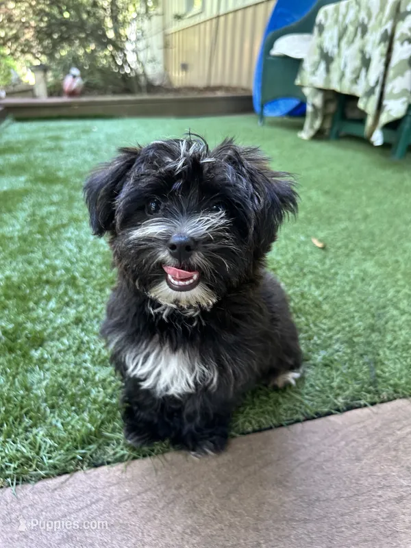 Pepper – Yorkipoo puppy for sale in High Springs, FL