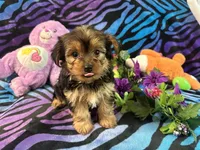 Daisy, a female Yorkshire Terrier for sale in High Springs, FL – 2 of 2