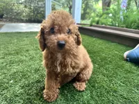 Dory, a male Poodle - Toy  for sale in High Springs, FL – 4 of 4