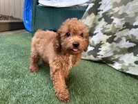 Dory, a male Poodle - Toy  for sale in High Springs, FL – 2 of 4