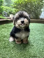 Bear, a male Morkie for sale in High Springs, FL – 3 of 5