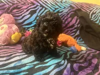 Emberly, a female Yorkipoo for sale in High Springs, FL – Photo 5 of 6
