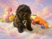 Emberly, a female Yorkipoo for sale in High Springs, FL – Photo 3 of 6