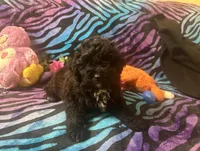 Emberly, a female Yorkipoo for sale in High Springs, FL – Photo 6 of 6