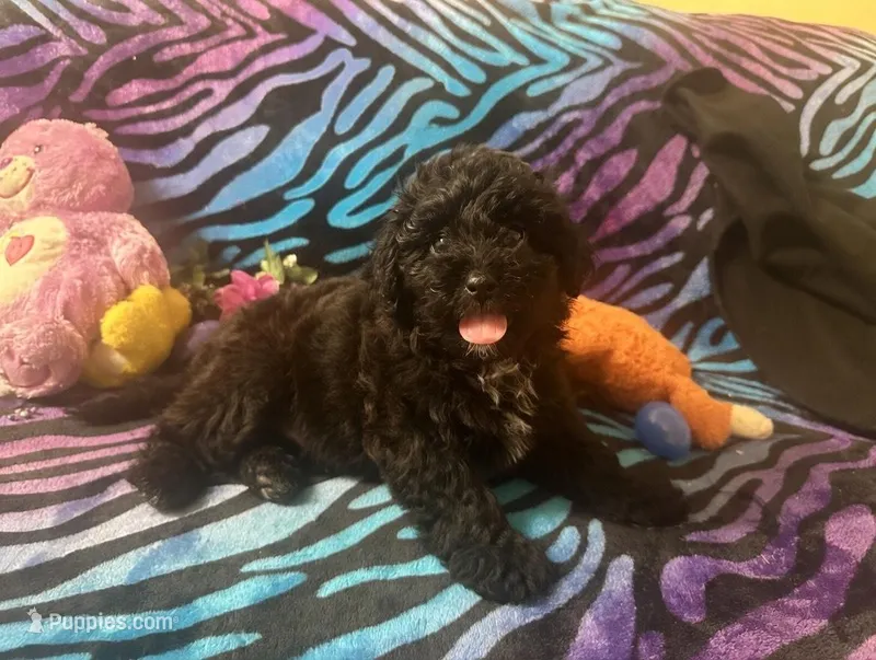 Emberly – Yorkipoo puppy for sale in High Springs, FL