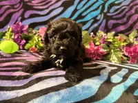 Embber, a female Yorkipoo for sale in High Springs, FL – Photo 7 of 7