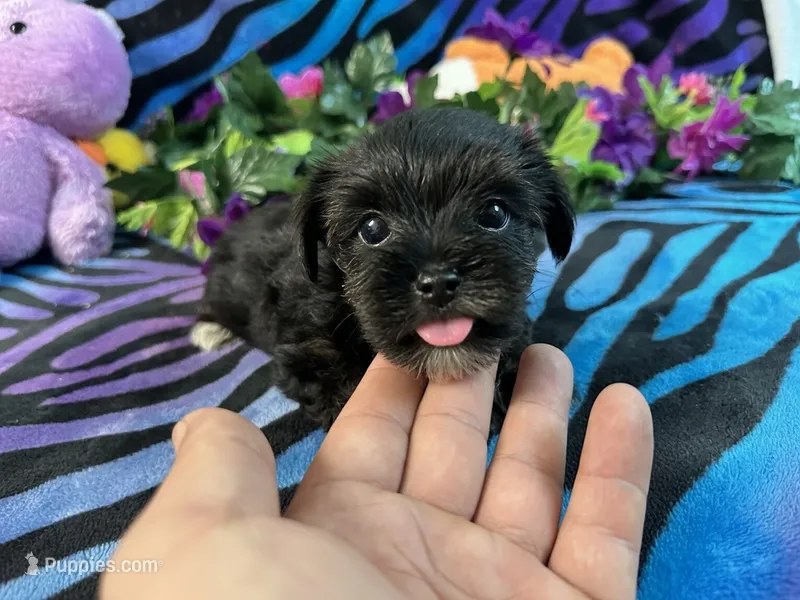 Isla – Yorkipoo puppy for sale in High Springs, FL