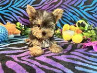 Cupcake, a female Yorkshire Terrier for sale in High Springs, FL – Photo 1 of 4