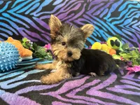 Cupcake, a female Yorkshire Terrier for sale in High Springs, FL – Photo 3 of 4
