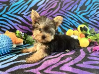 Cupcake, a female Yorkshire Terrier for sale in High Springs, FL – Photo 2 of 4