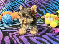 Cupcake, a female Yorkshire Terrier for sale in High Springs, FL – Photo 4 of 4