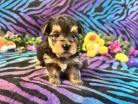 Peanut, a male Yorkshire Terrier for sale in High Springs, FL – Photo 1 of 5