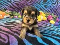 Peanut, a male Yorkshire Terrier for sale in High Springs, FL – Photo 5 of 5