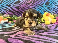 Peanut, a male Yorkshire Terrier for sale in High Springs, FL – Photo 4 of 5