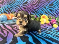 Peanut, a male Yorkshire Terrier for sale in High Springs, FL – Photo 3 of 5