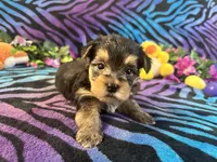 Peanut, a male Yorkshire Terrier for sale in High Springs, FL – Photo 2 of 5
