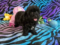 Benji, a male Maltipoo for sale in High Springs, FL – 1 of 5