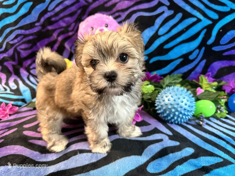 Gracy – Morkie puppy for sale in High Springs, FL