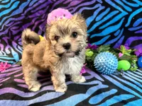 Gracy, a female Morkie for sale in High Springs, FL – 1 of 5