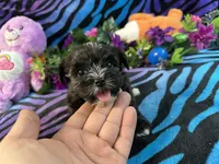 pepper, a male Yorkipoo for sale in High Springs, FL – 3 of 4