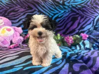 Bandit, a male Morkie for sale in High Springs, FL – 2 of 5
