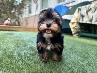 Maddie, a female Yorkshire Terrier for sale in High Springs, FL – 7 of 8