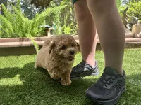 Dolly, a female Poodle - Toy  for sale in High Springs, FL – 5 of 5