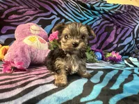 Peanut, a male Yorkshire Terrier for sale in High Springs, FL – 4 of 4