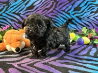 processed/bf515d0a-aa16-462b-8105-ab85ab87332e/listing/386b70a8-f3e5-4609-b58b-47fc36f54b8a/5ecc70b5-7c7f-4e8b-9576-b37fefb5bcc5