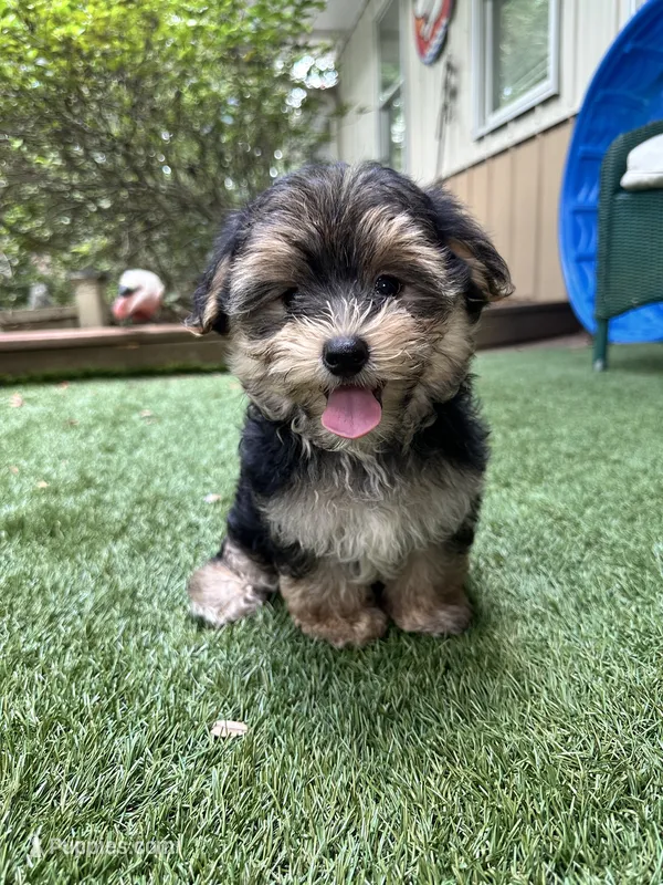 Bear – Morkie puppy for sale in High Springs, FL